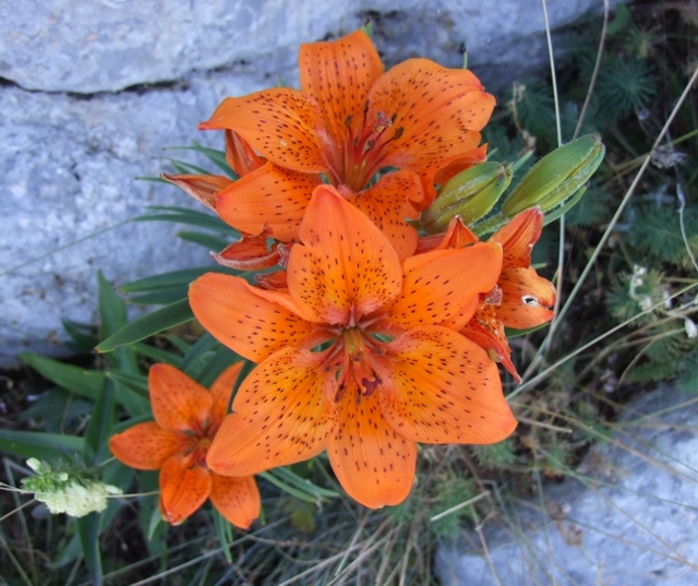 Lilium bulbiferum subsp. croceum / Giglio di S.Giovanni